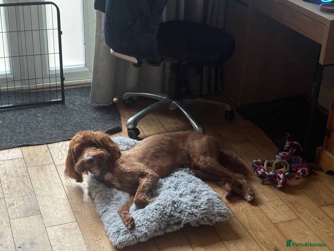 Irish Doodle dogs for sale: 1 year old setterpoo/Irish doodle - Image 3