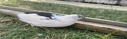 Quail poultry for sale: Piebald and Mixed Colours Coturnix Quails  - Advert 9