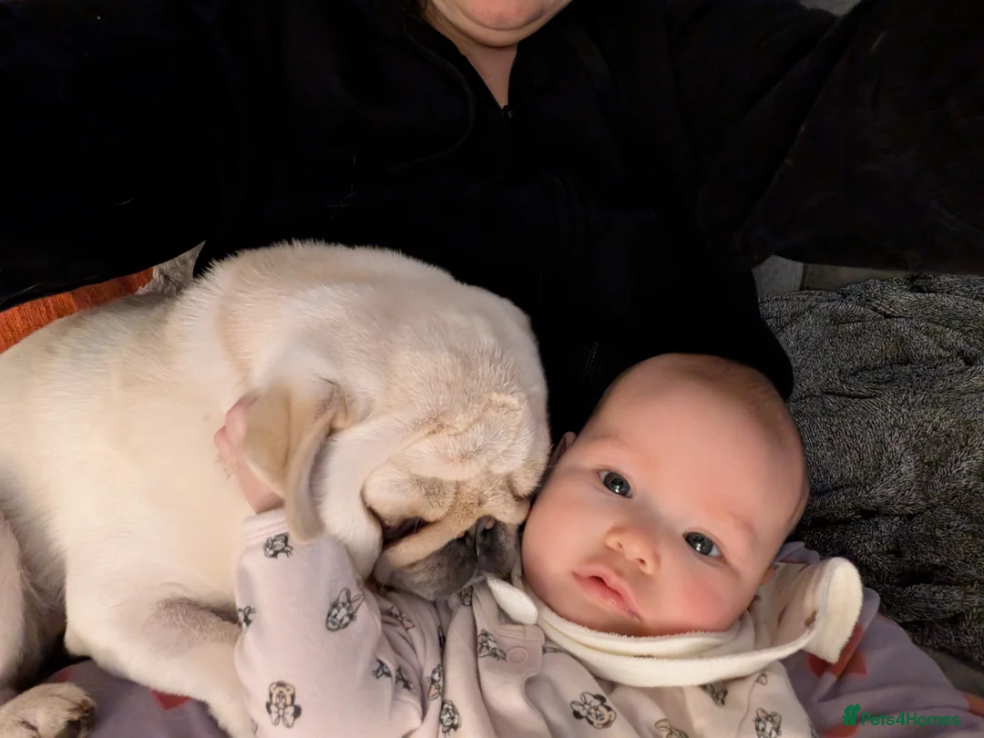 Pug dogs for sale: Pug Mother & Son: Flexible Rehoming, Family Raised - Advert 3