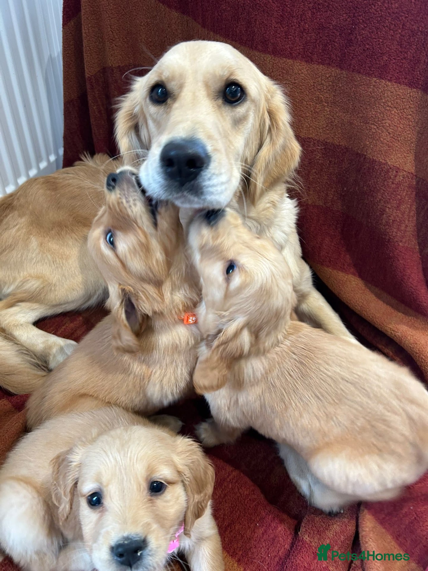 Golden Retriever dogs Kc registered golden retriever puppies  - Advert 2