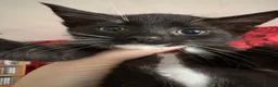 Mixed Breed cats for sale: Three beautiful little girls  - Advert 10