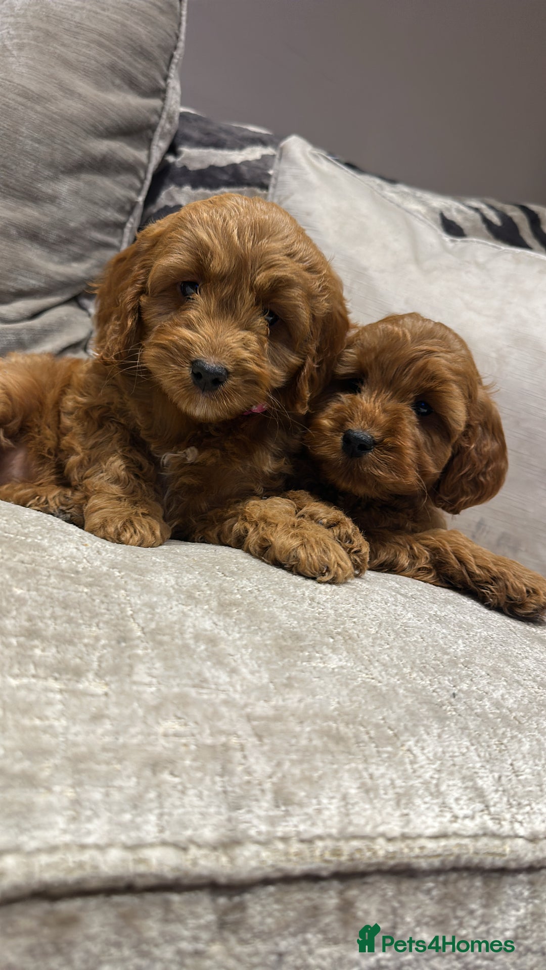 Cockapoo dogs for sale: 🐾Adorable toy cockapoos ready now 🐾 - Advert 2