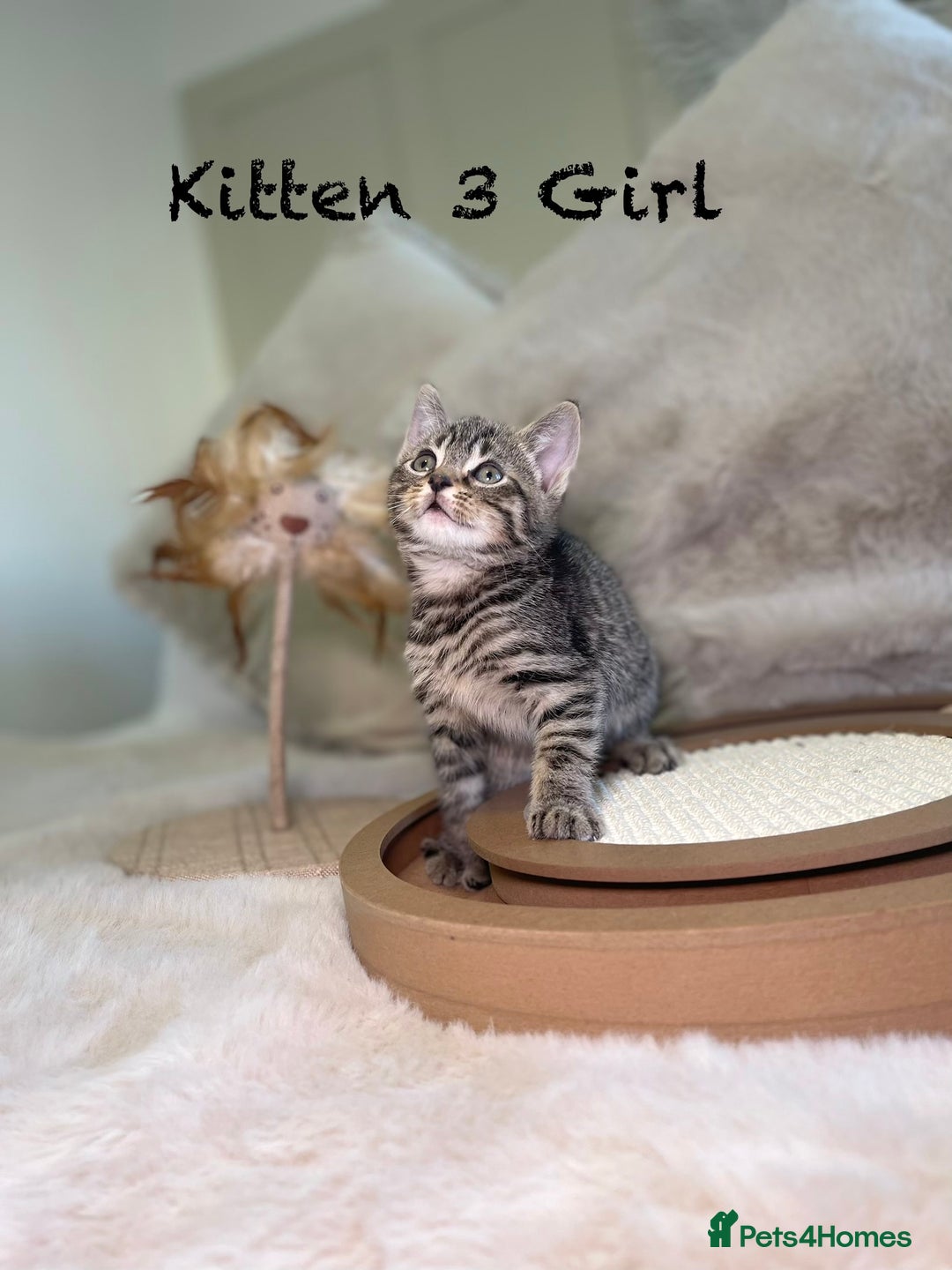 Mixed Breed cats for sale: Stunning kittens 8 weeks old ready now  - Advert 10