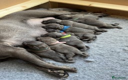 Staffordshire Bull Terrier dogs for sale: Beautiful kc blue staff pups by pharaon Bullscaff - Image 1