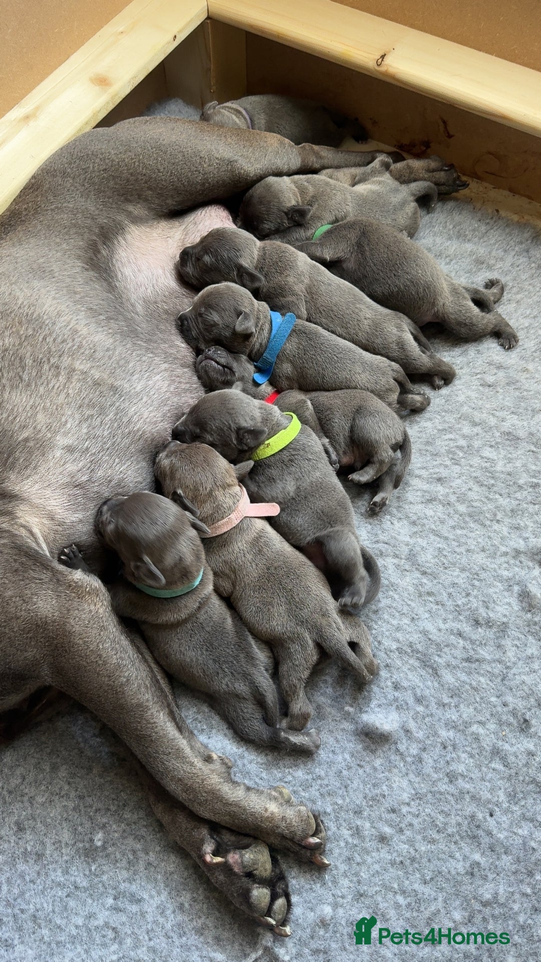 Staffordshire Bull Terrier dogs for sale: Beautiful kc blue staff pups by pharaon Bullscaff - Image 1