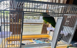 Parrots birds for sale: Blue Fronted Amazon Parrot  - Image 2
