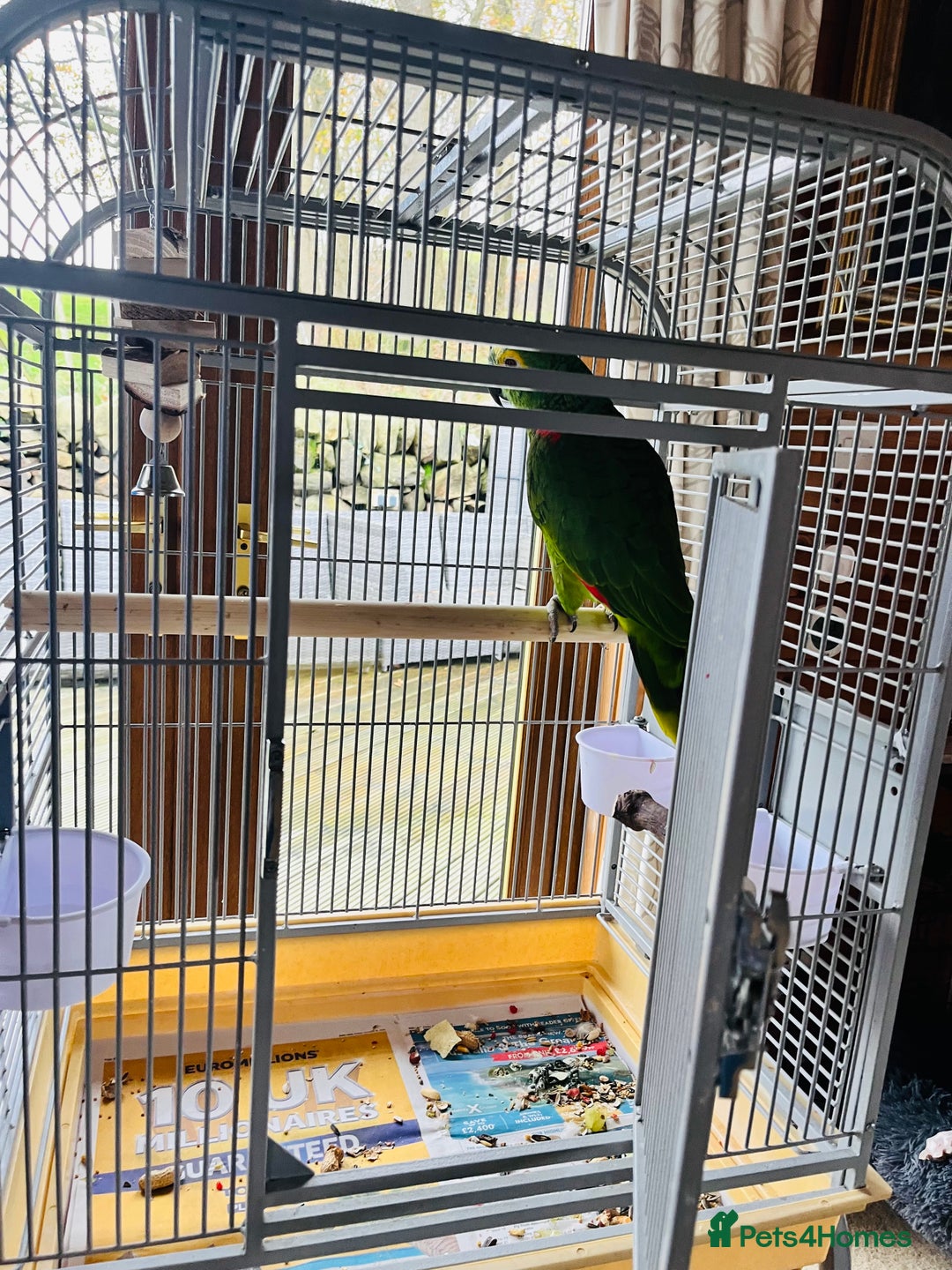 Parrots birds for sale: Blue Fronted Amazon Parrot  - Image 2