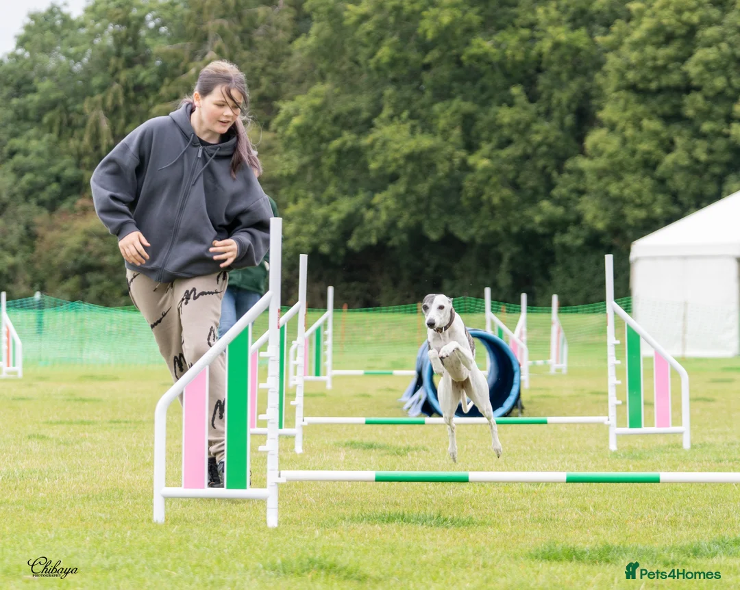 Whippet dogs for sale: 🐾 Quality KC Registered Whippet Puppies 🐾 - Advert 3