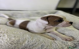 Staffordshire Bull Terrier dogs for sale: Ready now !! - Image 22