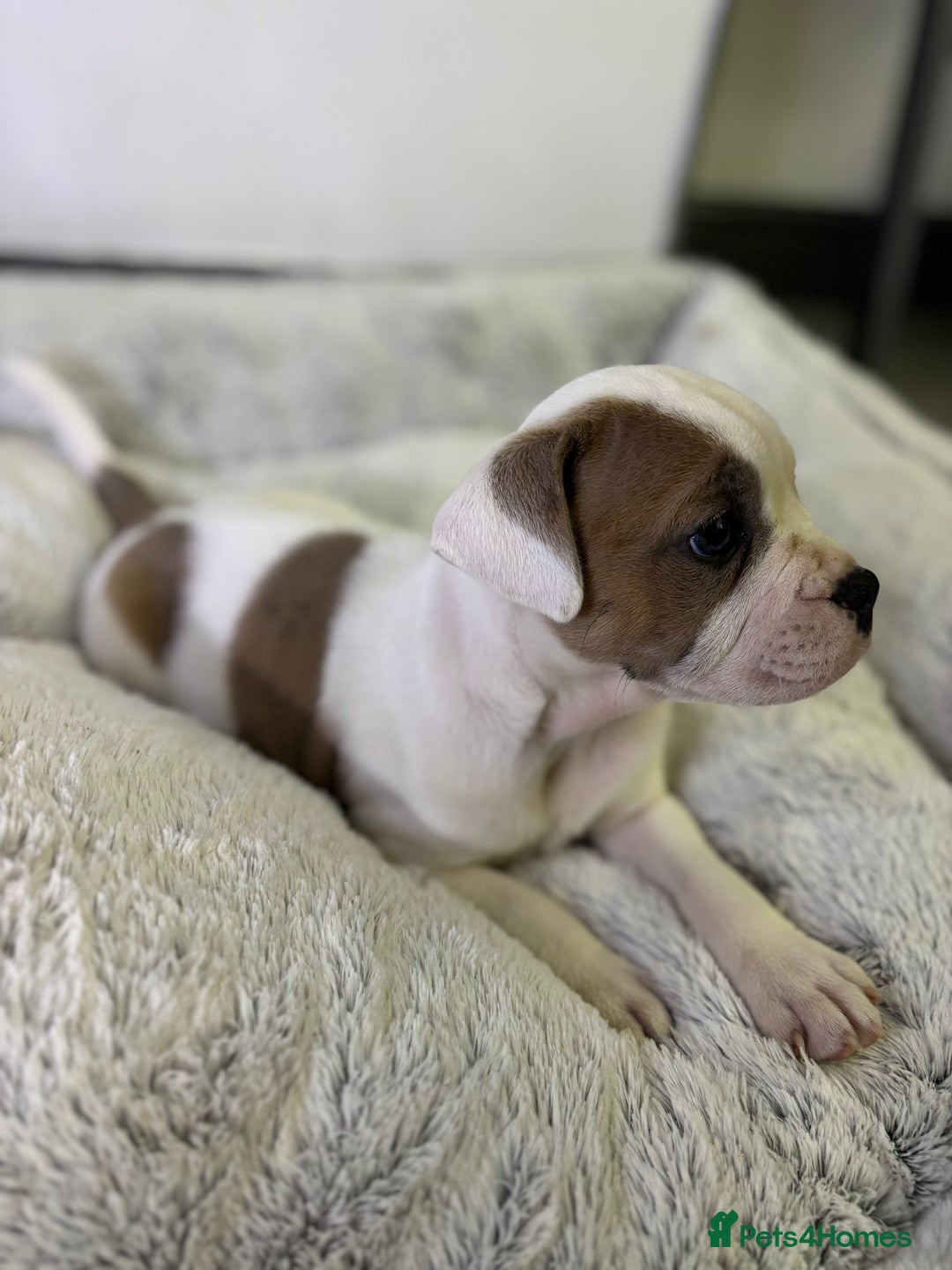 Staffordshire Bull Terrier dogs for sale: Ready now !! - Image 22