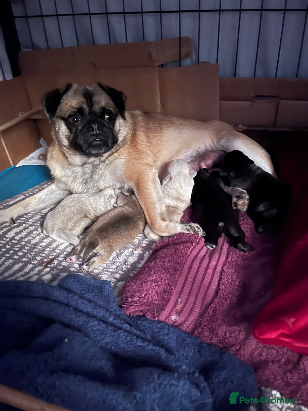 Mixed Breed dogs for sale: Beautiful little boy - Advert 1