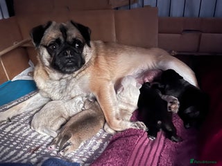 Mixed Breed dogs Beautiful little boy - Advert 2