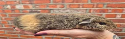 Guinea Pig rodents for sale: Various age piggies for sale - Advert 8