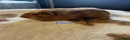 Guinea Pig rodents for sale: Baby Guinea Pigs looking for amazing forever homes - Advert 15