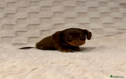 Miniature Dachshund dogs for sale: Long haired chocolate tan dachshunds  - Image 7