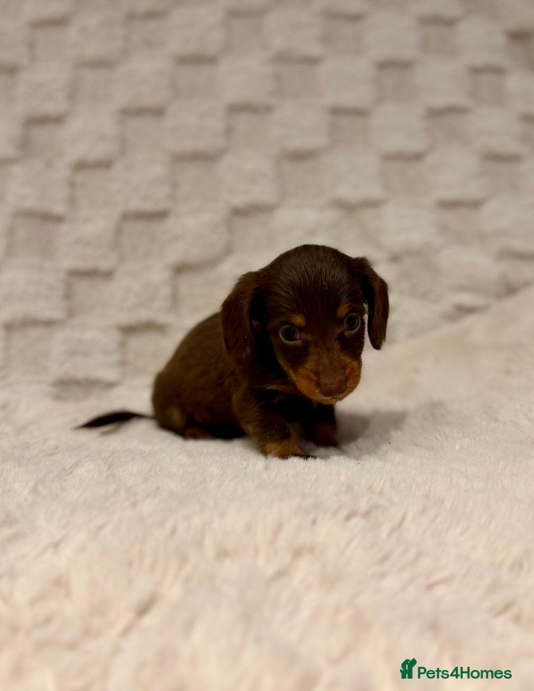 Miniature Dachshund dogs for sale: Long haired chocolate tan dachshunds  - Image 7