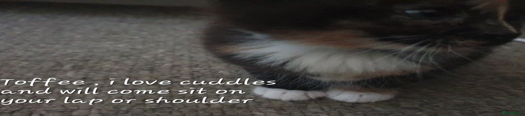 Rag doll cross toffee