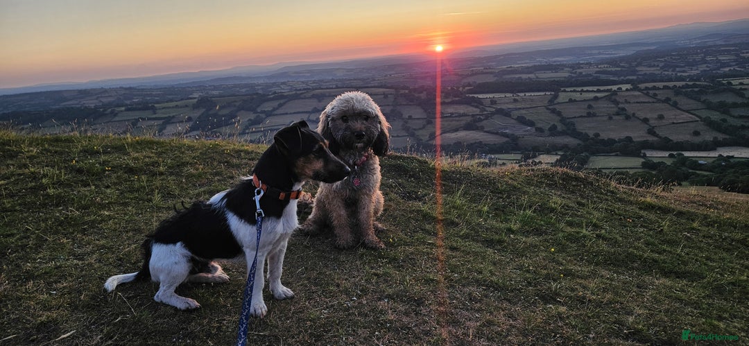 Mixed Breed dogs for sale: Beautiful Jackapoo puppies for sale- Available now - Advert 2