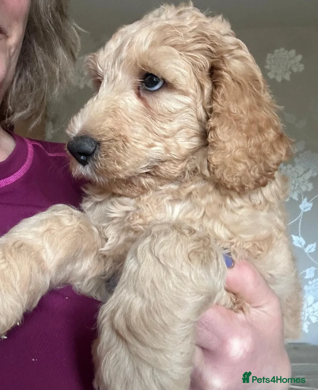 Australian Labradoodle dogs for sale: Australian Labradoodle Puppies Ready Now! - Advert 6