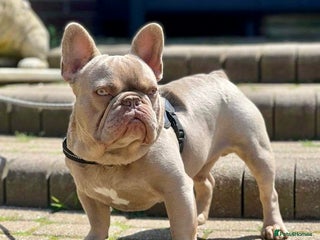 French Bulldog dogs in Basildon - Advert 22