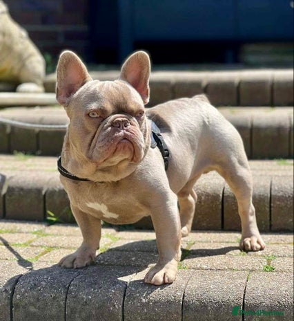 French Bulldog dogs in Basildon - Advert 19
