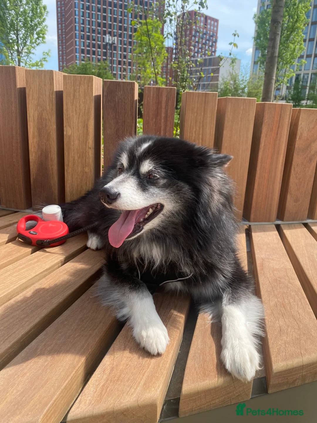 Pomsky dogs for stud: Pomsky for Stud - Advert 5