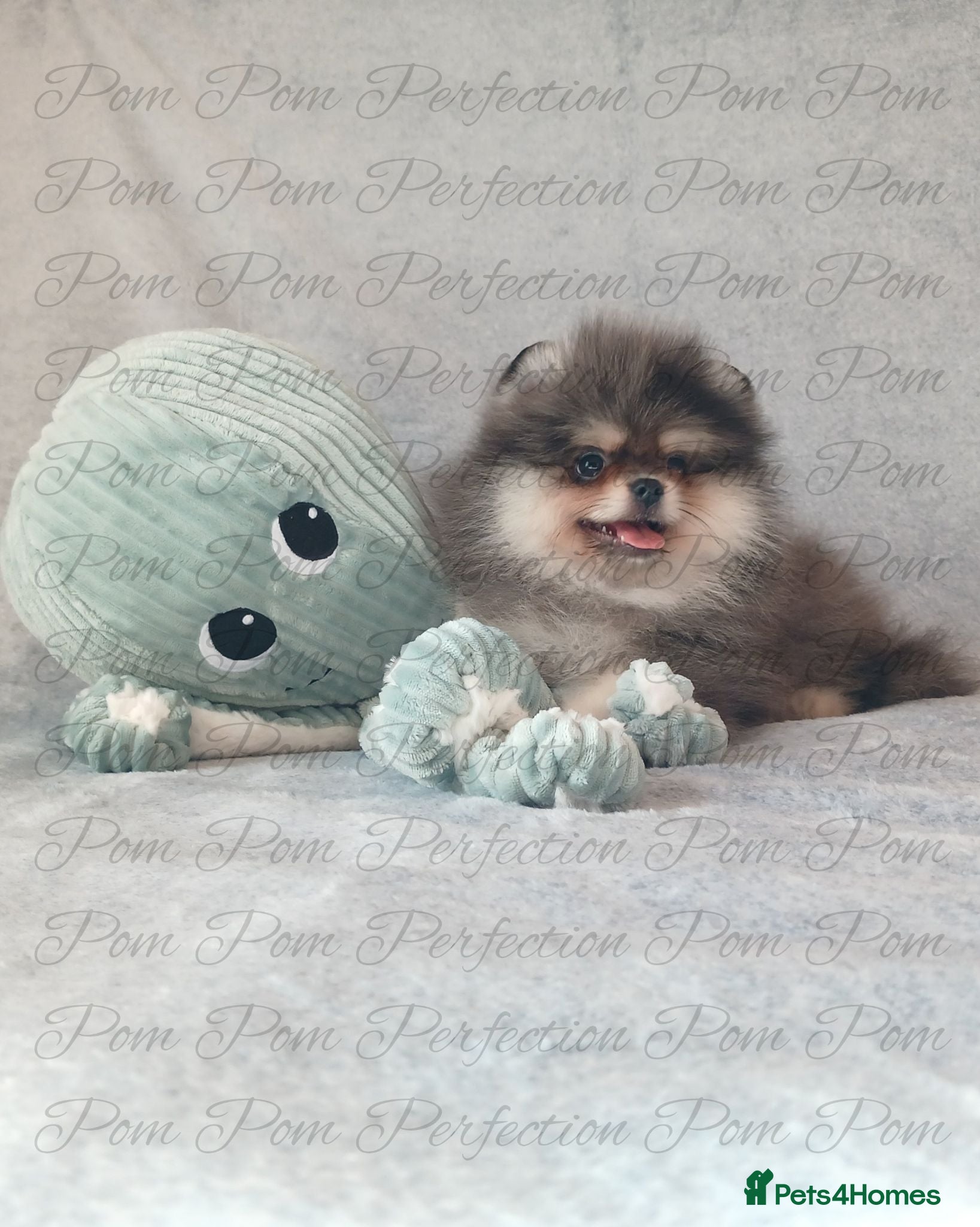 Pomeranian dogs Teddy Bear Pomeranian Puppies  - Advert 2