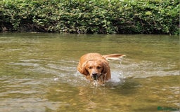 Golden Retriever dogs for sale: Gorgeous dark golden litter - Image 5