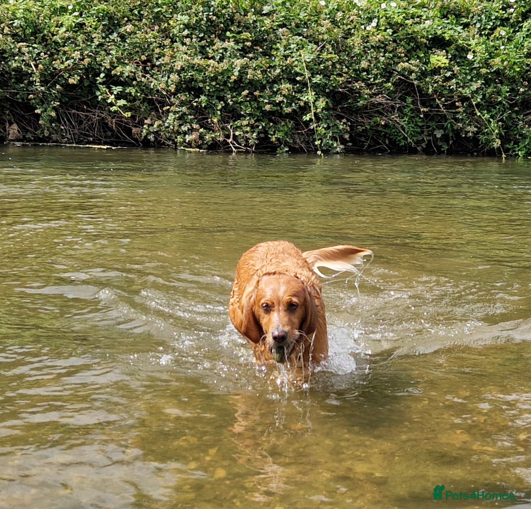 Golden Retriever dogs for sale: Gorgeous dark golden litter - Image 5