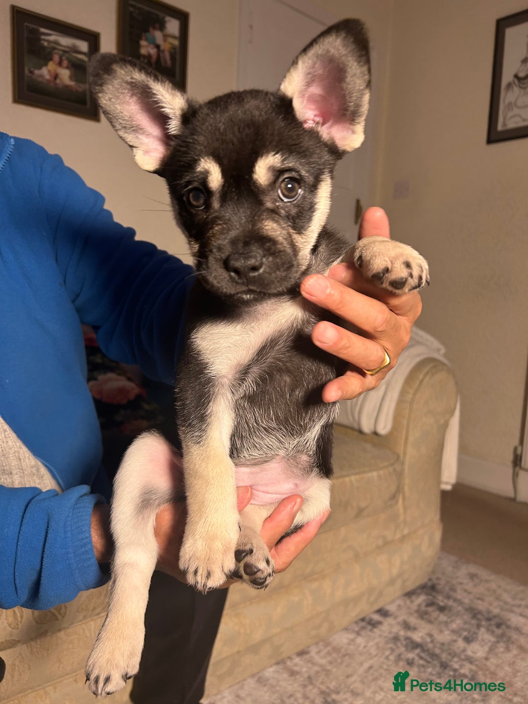 Mixed Breed dogs for sale: Gorgeous Alpha female pup  - Advert 4