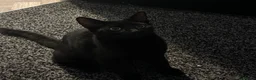 Mixed Breed cats for sale: 2 male kittens  in Barnsley - Advert 3