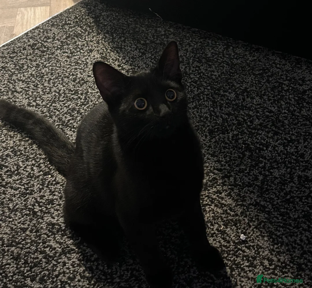 Mixed Breed cats for sale: 2 male kittens  in Barnsley - Advert 3