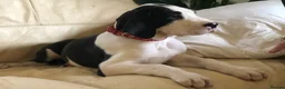 Great Dane dogs for sale: Lovely Damarkann Great Dane Puppies - Advert 2