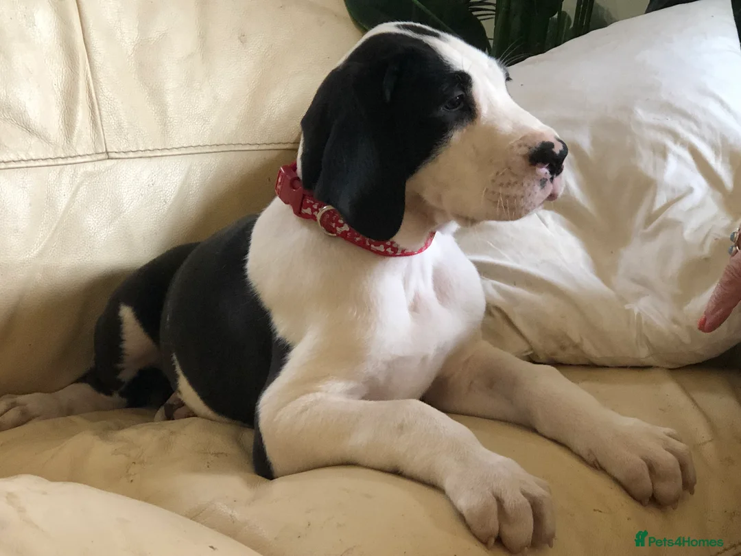 Great Dane dogs for sale: Lovely Damarkann Great Dane Puppies - Advert 2