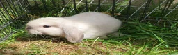Mini Lop rabbits for sale: Friendly baby mini lops  Vaccinated RHD2 - Advert 13