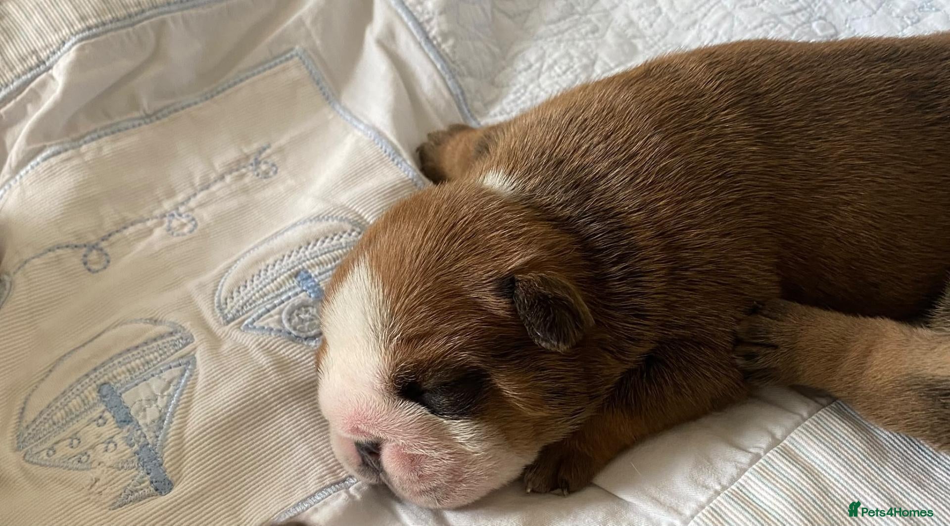 English Bulldog dogs English Bulldog Pups Standard Traditional Colour - Advert 19