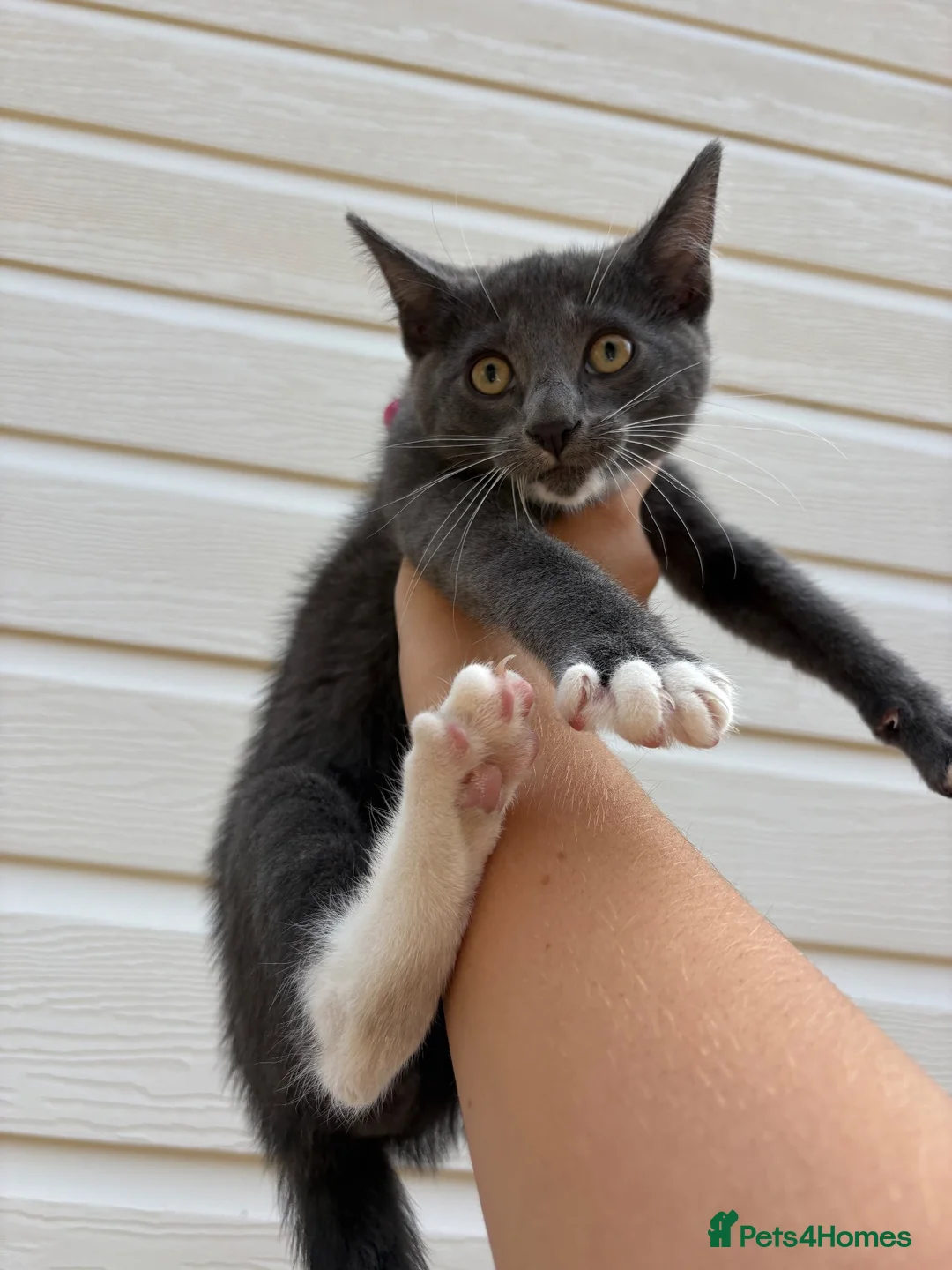 Mixed Breed cats for sale: Beautiful male kitten  - Advert 2