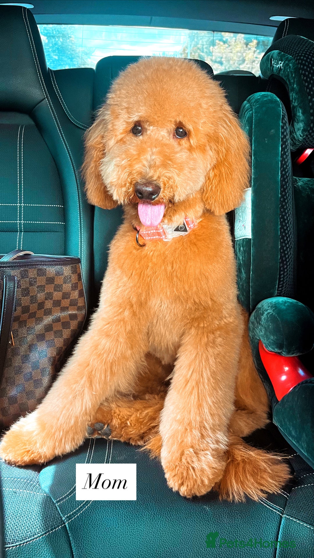 Australian Labradoodle dogs for sale: 🌟 Australian Labradoodle Puppies 🌟 - Image 10