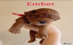 Cockapoo dogs for sale: Naturally-reared Red/Apricot F1b Cockapoos - Image 7
