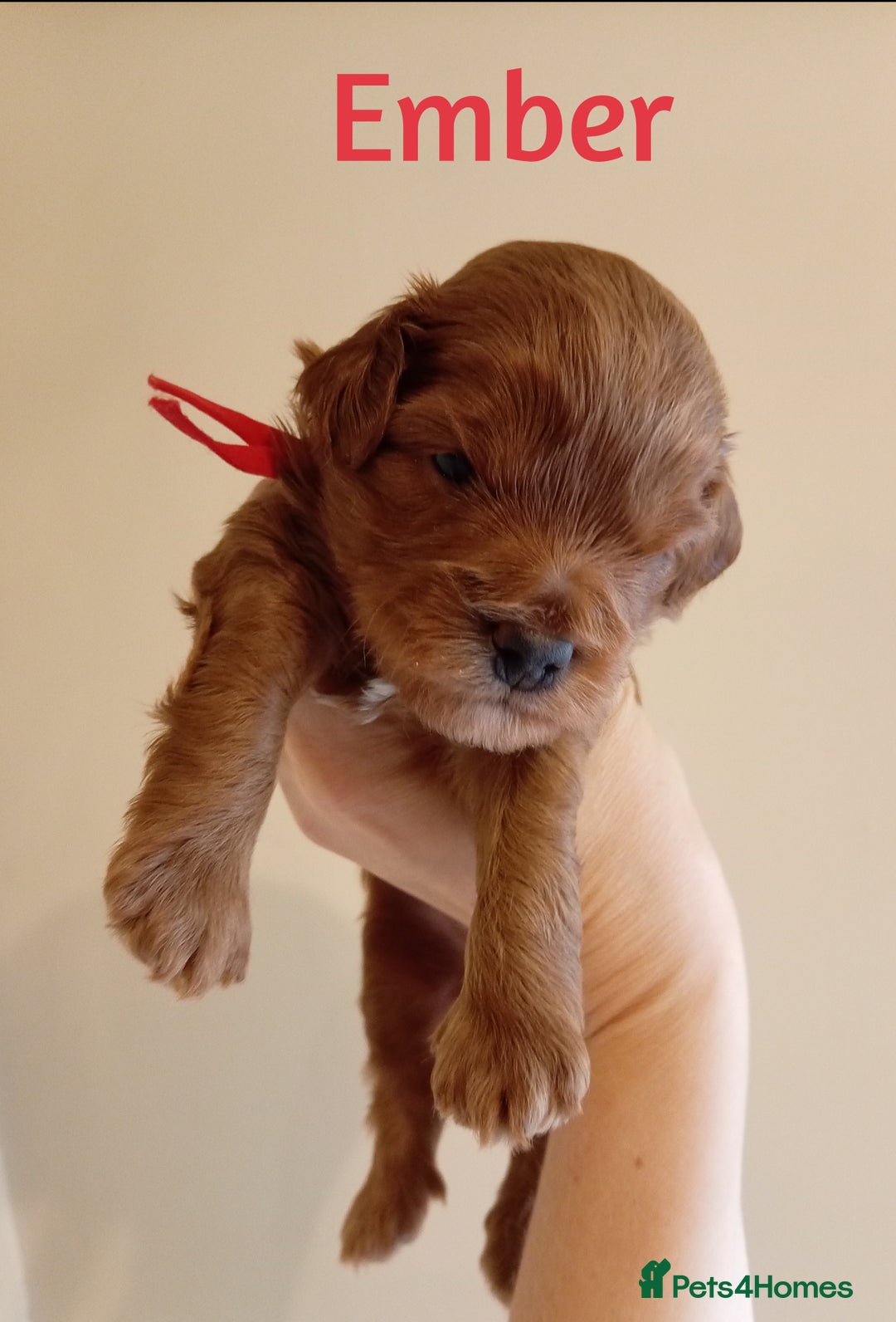 Cockapoo dogs for sale: Naturally-reared Red/Apricot F1b Cockapoos - Image 7