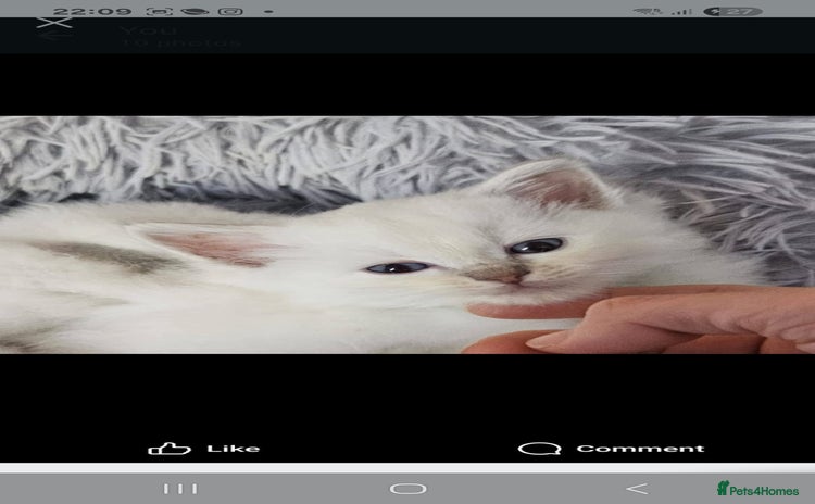 Ragdoll cats - Advert 16