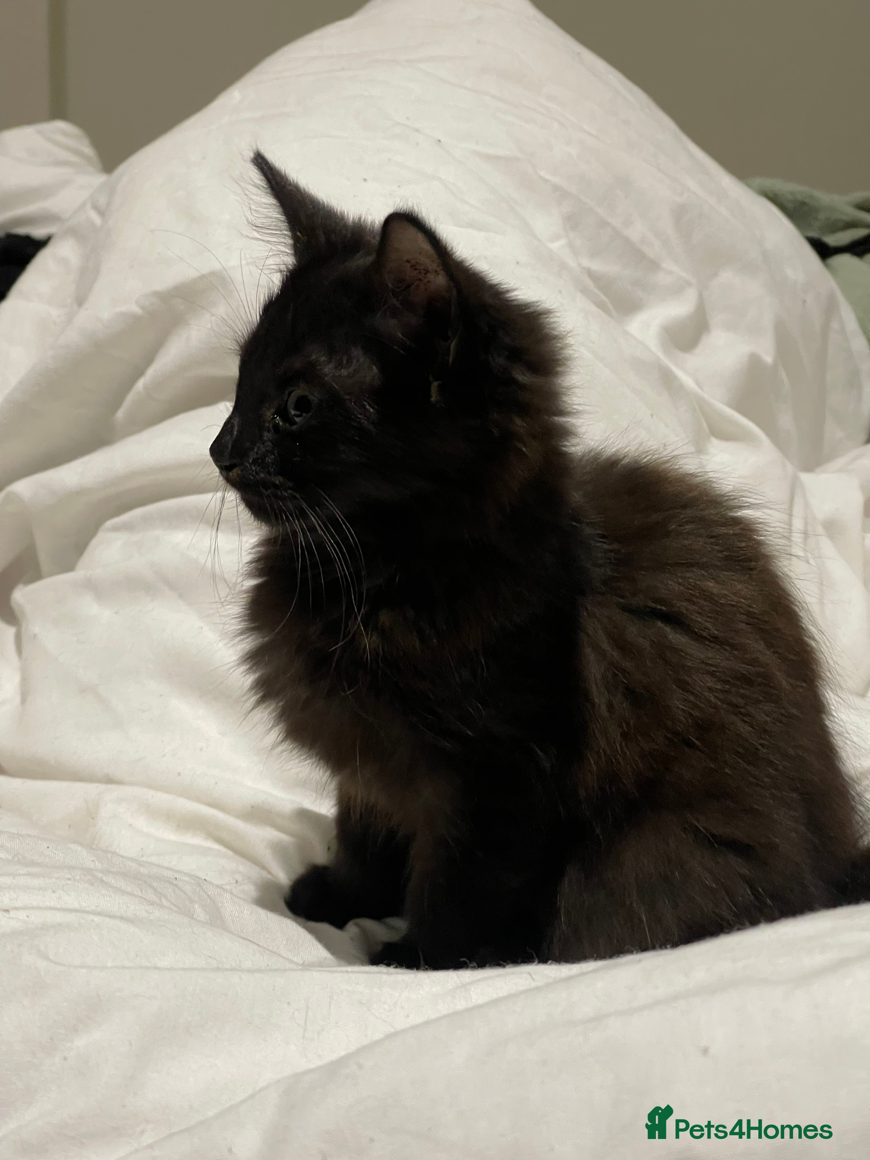 York Chocolate cats Tonka Bean  - Advert 1