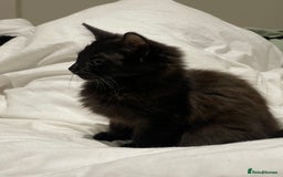 York Chocolate cats for sale: Tonka Bean  - Advert 1