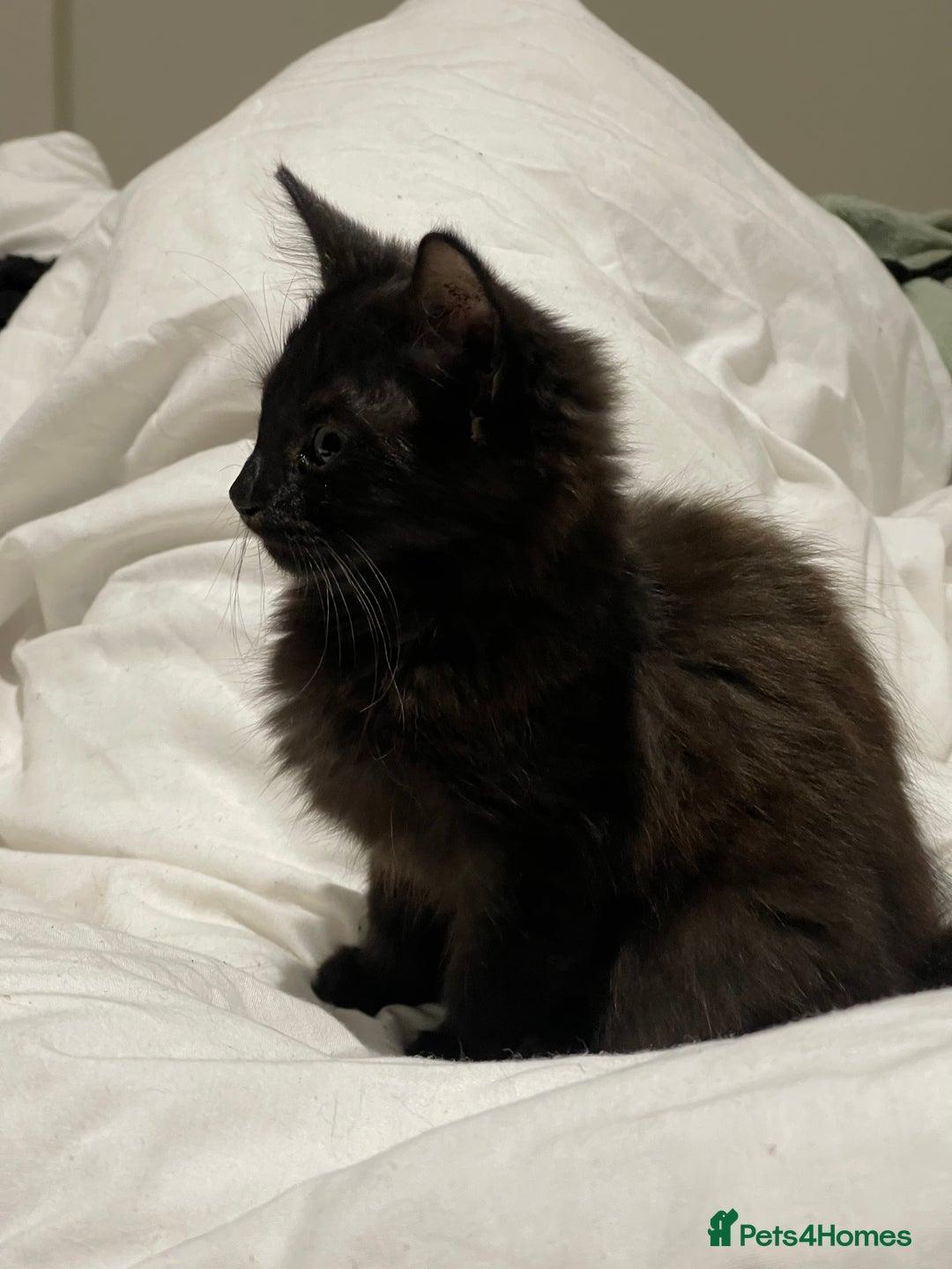 York Chocolate cats for sale: Tonka Bean  - Advert 1