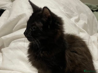 York Chocolate cats Tonka Bean - Advert 2