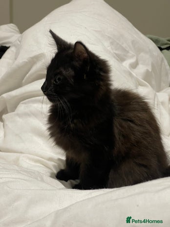 York Chocolate cats Tonka Bean - Advert 1