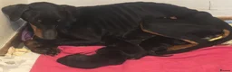 Dobermann dogs for sale: X4 Beautiful female pups available  - Advert 6