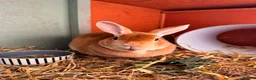 Rex rabbits for sale: Orange Doe ”Poppy”  - Advert 5