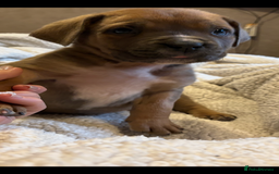 Boerboel dogs for sale: EXCEPTIONAL NABBR REGISTERED PUPPIES!  - Image 8