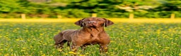 Hungarian Vizsla dogs for sale: Ready to leave KC Registered Vizsla Puppy  - Advert 17